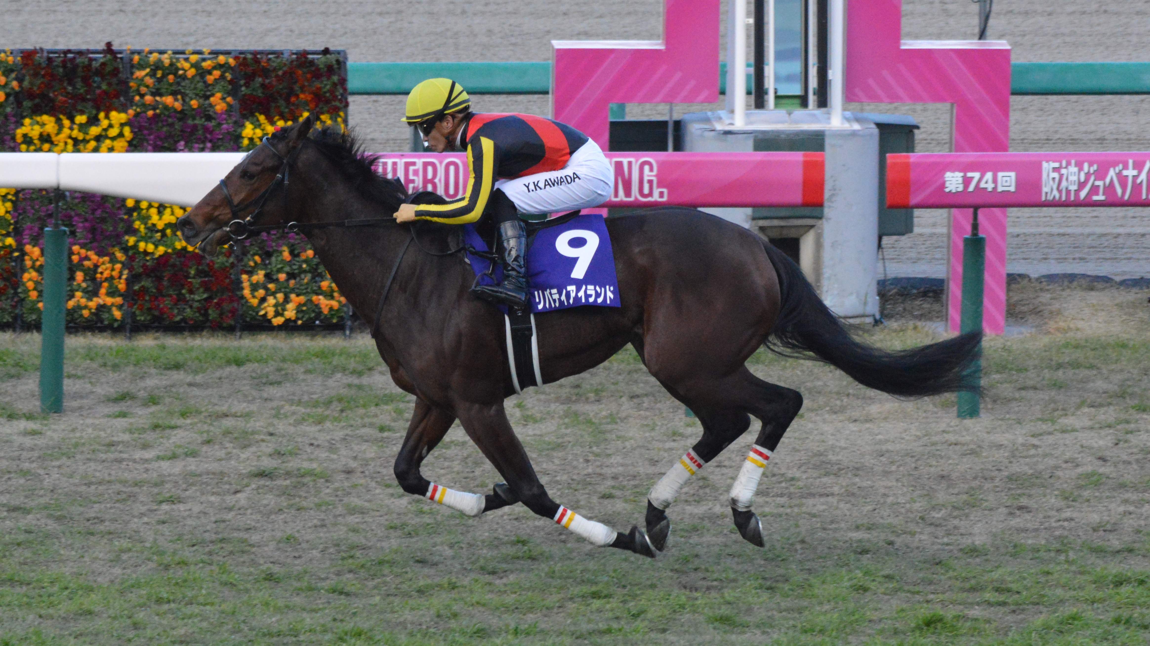 🐎 한신 경마장 이미지 15